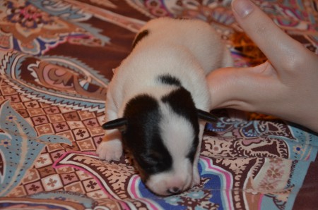 ERAGON - mit etwas Hilfe - auf leisen Sohlen...